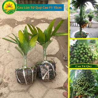 Cây giống cau lùn tứ quý f1, cam kết chuẩn giống 100%, cây cao 15 - 20cm