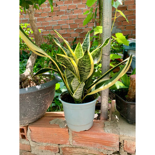 Cây lưỡi hổ lá viền vàng