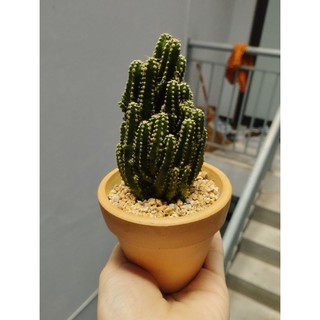 Đá rải mặt, trộn đất pumice