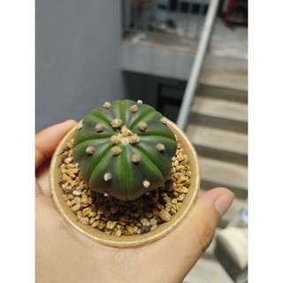 Đá rải mặt, trộn đất pumice