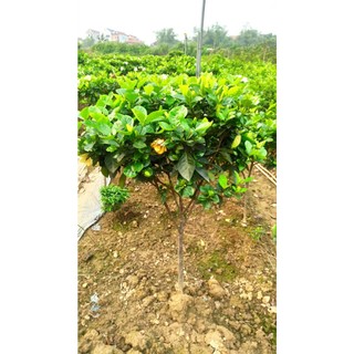 Bạch Thiên Hương Thoát thân 40m Đang hoa cực đẹp, cây dành dành kép