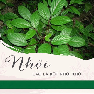 Bột Nhội Thần Thánh ( cao lá nhội khô )
