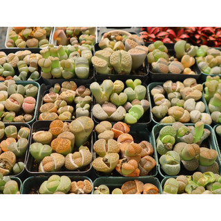 Sen Mông - Lithops - 1 cây khoảng 2cm