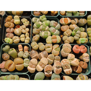 Sen Mông - Lithops - 1 cây khoảng 2cm