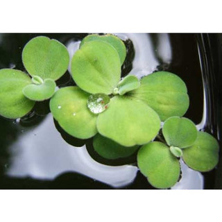 Bèo tai tượng thủy sinh để bể cá trang trí làm cảnh lọc hồ
