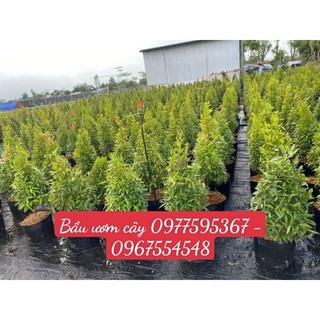 0, 5 kg Bầu Ươm cây size 30x 28cm ( 15 - 16 cái)