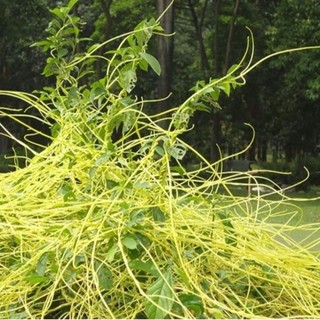 Dây tơ hồng tự nhiên 500g