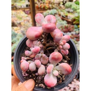 Sen đá sỏi hồng lá tròn hàng 1 gốc