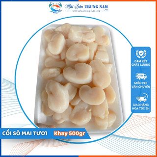Cồi sò mai - cồi sò mai tươi đã tách vỏ sẵn - - khay 500gr