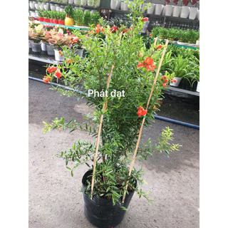 Cây lựu Ấn F1