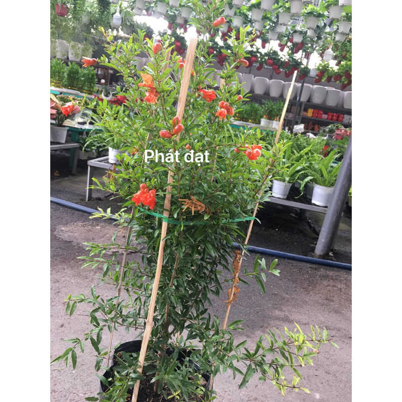 Cây lựu Ấn F1