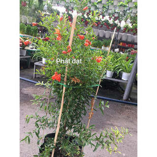 Cây lựu ấn f1