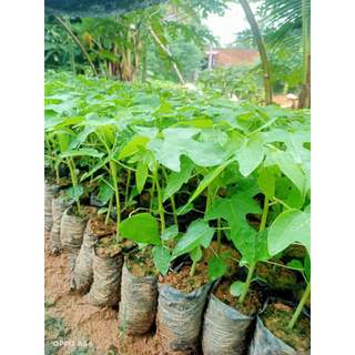 Cây giống đu đủ đực lùn siêu hoa