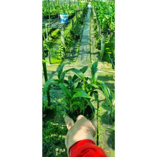 HOA LAN DENRO WHITE DOREMON GỬI NGUYÊN CHẬU PHI 12