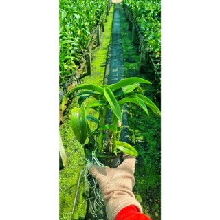 HOA LAN DENRO WHITE DOREMON GỬI NGUYÊN CHẬU PHI 12