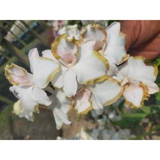 HOA LAN DENRO WHITE DOREMON GỬI NGUYÊN CHẬU PHI 12