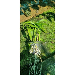 HOA LAN DENRO WHITE DOREMON GỬI NGUYÊN CHẬU PHI 12
