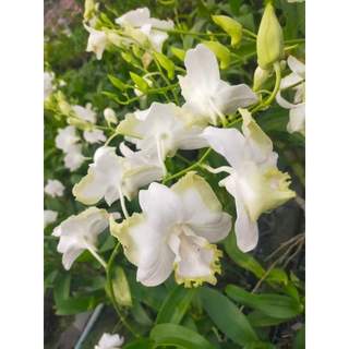 HOA LAN DENRO WHITE DOREMON GỬI NGUYÊN CHẬU PHI 12