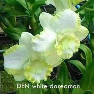 Hoa lan denro white doremon gửi nguyên chậu phi 12