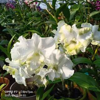 HOA LAN DENRO WHITE DOREMON GỬI NGUYÊN CHẬU PHI 12