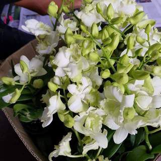 HOA LAN DENRO WHITE DOREMON GỬI NGUYÊN CHẬU PHI 12