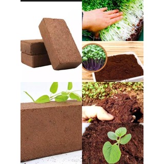 Mụn dừa ép bánh