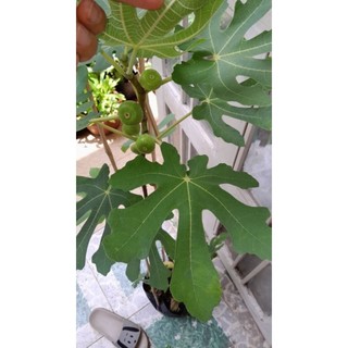 Cây Sung Mỹ cao 100cm đang trái