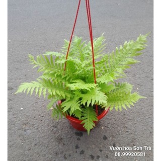 (Q.8 - GIAO TRONG NGÀY) Cây DƯƠNG XỈ KHỔNG TƯỚC.