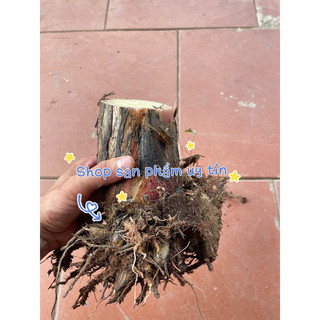 chuối hột rừng(củ giống)