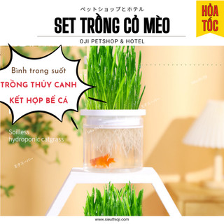 Hạt giống cỏ mèo kèm bình trồng thủy canh kết hợp bể cá