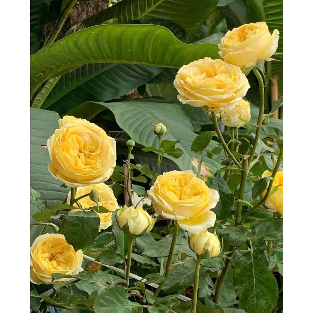COMBO 5  GỐC Hoa hồng Catalina rose MÀU VÀNG CHANH ( GỐC RỄ TRẦN TUYỆT ĐẸP)