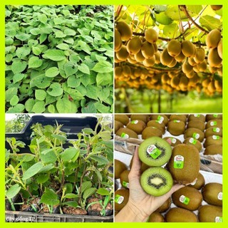 Cây giống kiwi nhanh cho quả