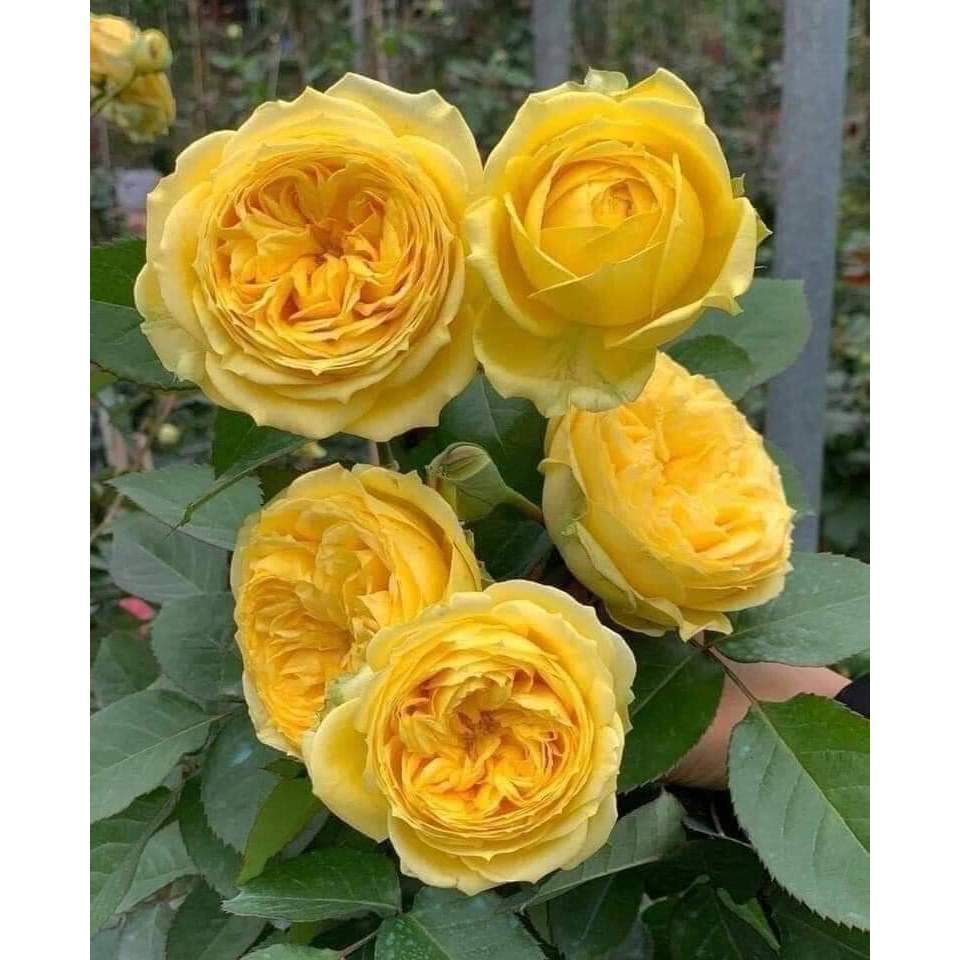5 GỐC Hoa hồng BỤI Catalina rose màu vàng chanh tuyệt đẹp GỐC RỄ TRẦN