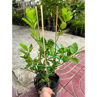Combo cây ăn quả ( chanh không hạt, cây tắc, cây lựu thái)