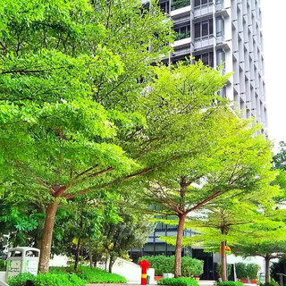 Hạt giống cây giống bàng đài loan- Gói 10 hạt