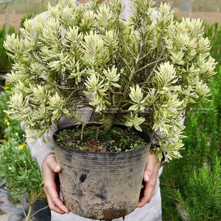 Cây hoa oải hương lavender lá var cẩm thạch bonsai thơm và xinh, chịu nhiệt tốt, cây khoẻ bền - jun garden