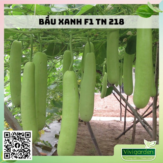 Gói 10 hạt giống bầu xanh F1 Trang Nông TN 218 năng suất cao, ngọt ngon, phù hợp thị hiếu