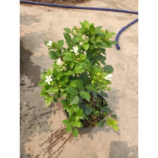 Cây hoa Nguyệt quế hoa thơm