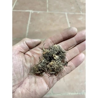 10 củ hoa me đất tím