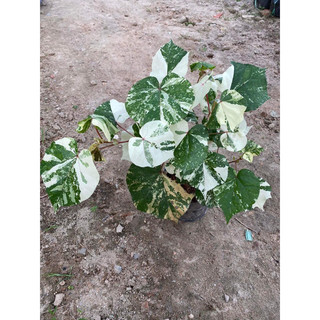 chậu trắng tra var
