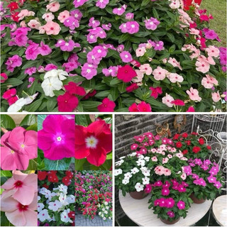 50 hạt giống hoa dừa cạn cây đứng nhiều màu - hoa trường xuân