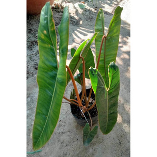 Chậu nhựa đen hạc cam
