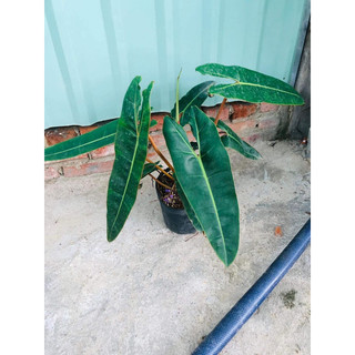 chậu nhựa đen hạc cam