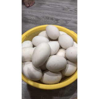COMBO 10 TRỨNG NGỖNG TO [Hỏa tốc TPHCM]