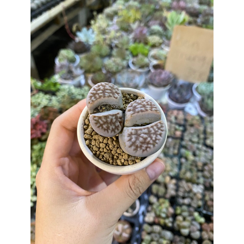 Sen Mông - Lithops - 1 cây khoảng 2cm