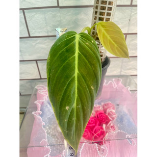 Cây trầu bà philodendron Gigas chậu cứng khoẻ