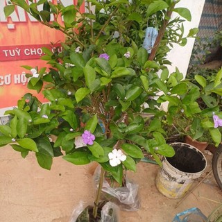 Cây nhài nhật thoát thân cao tán tròn đẹp