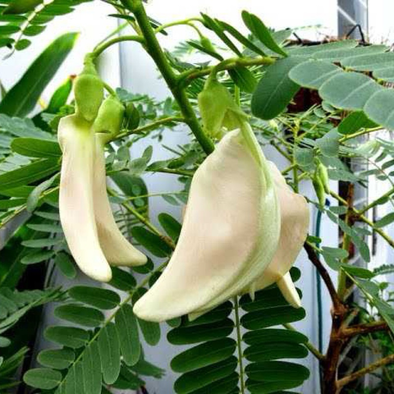 Cây Giống So Đũa trắng