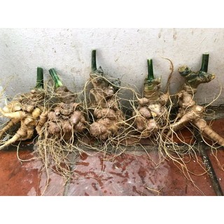 Hạt giống Sâm ngọc Linh