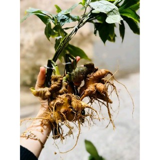 Hạt giống Sâm ngọc Linh